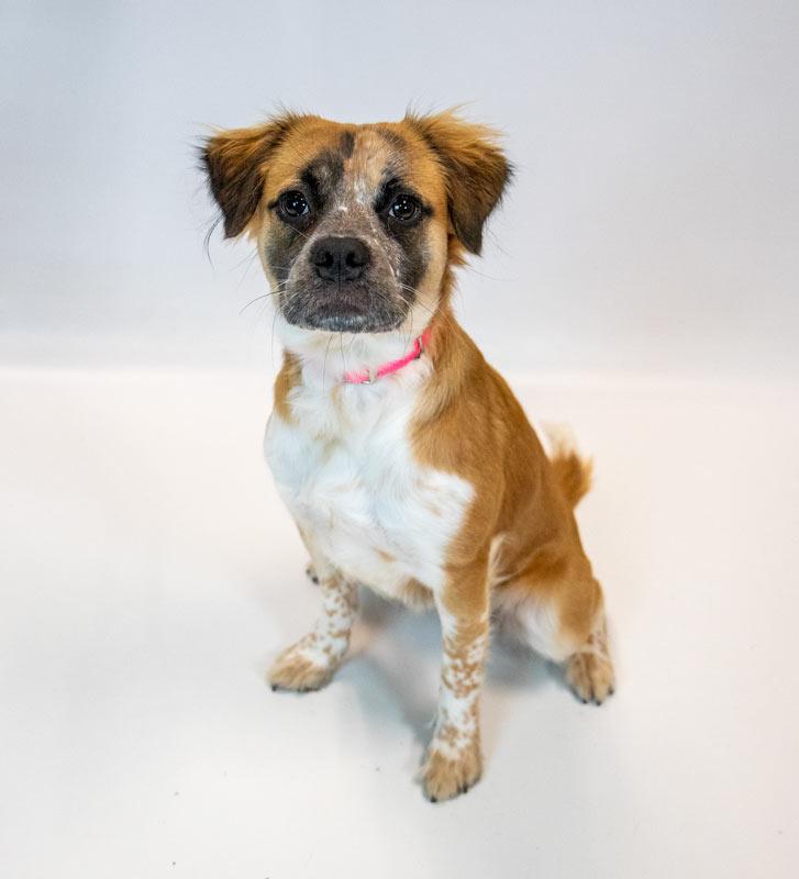 Enlarge Kaelie, a Adoptable mixed breed in Kennesaw, GA image 6/6