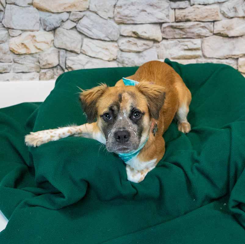 Enlarge Kaelie, a Adoptable mixed breed in Kennesaw, GA image 4/6