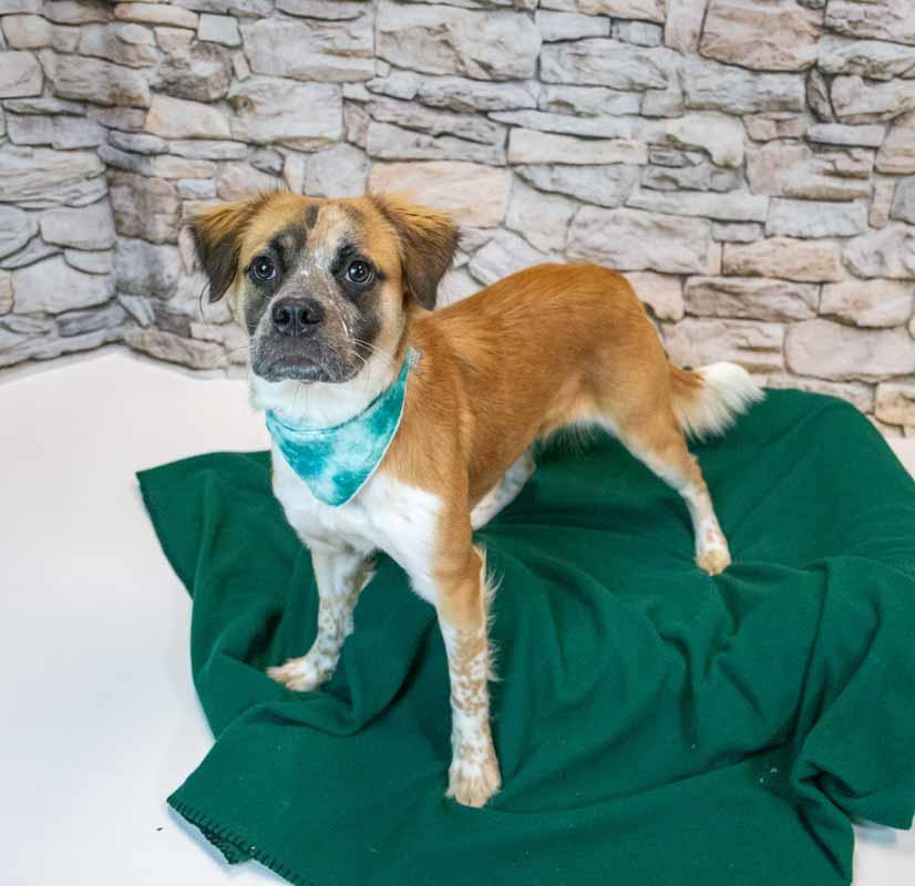 Enlarge Kaelie, a Adoptable mixed breed in Kennesaw, GA image 3/6