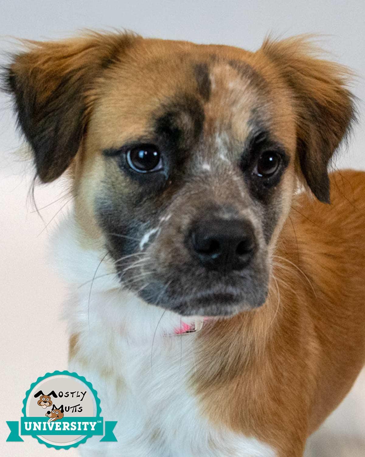 Kaelie, Adoptable, Adult Female Spaniel & Boxer.