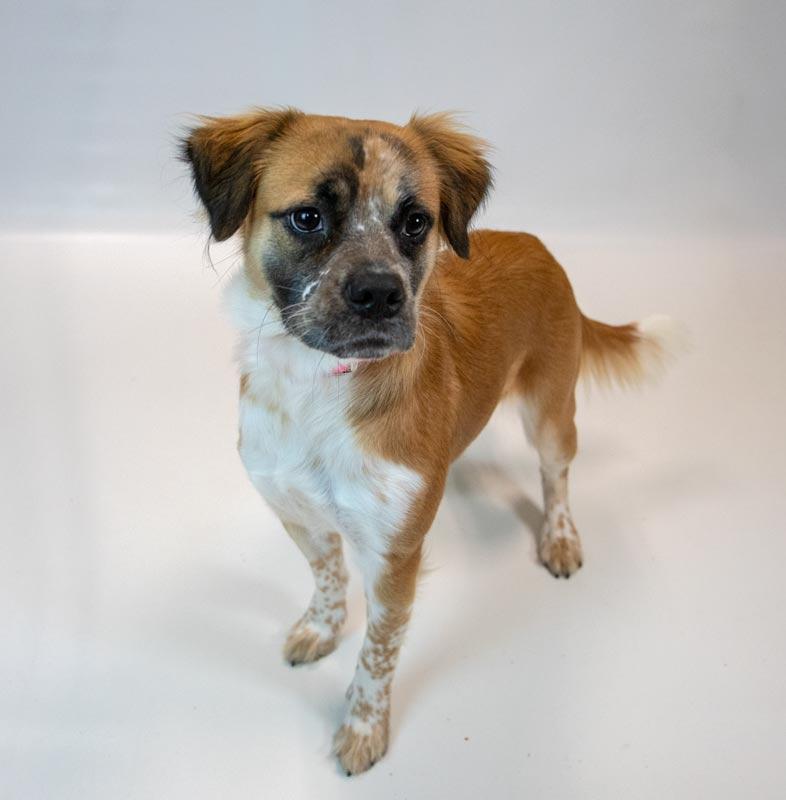 Enlarge Kaelie, a Adoptable mixed breed in Kennesaw, GA image 2/6