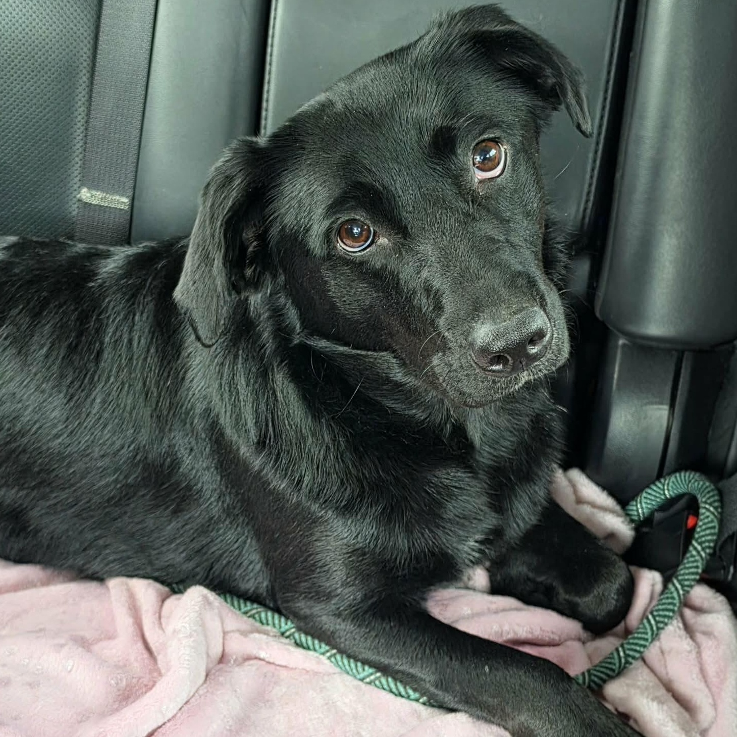 Enlarge Hershey, a ADOPTABLE Black Labrador Retriever in Saint Marys, WV image 2/6