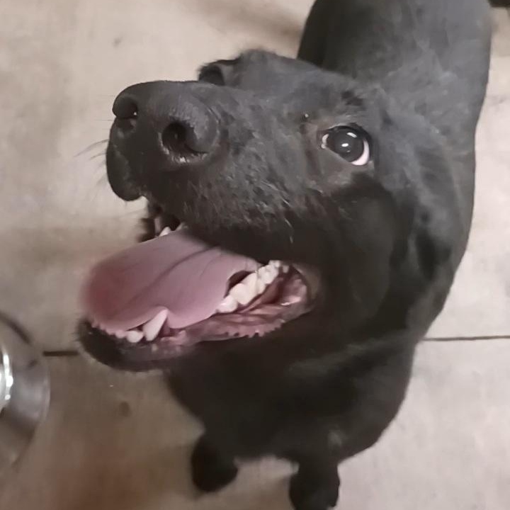 Hershey, a ADOPTABLE Black Labrador Retriever in Saint Marys, WV image 2/2