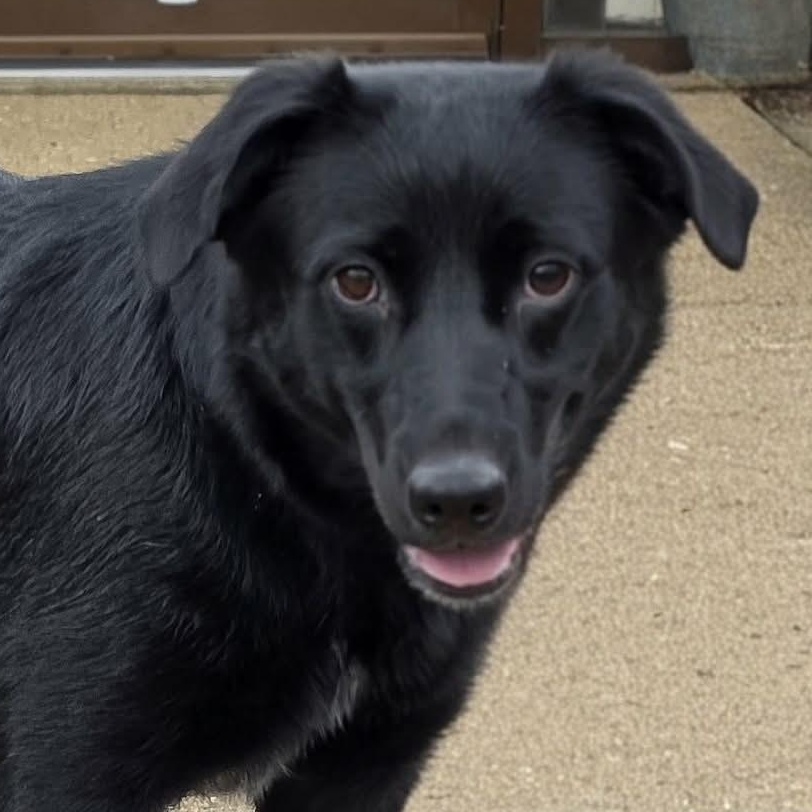 Enlarge Hershey, a ADOPTABLE Black Labrador Retriever in Saint Marys, WV image 4/6