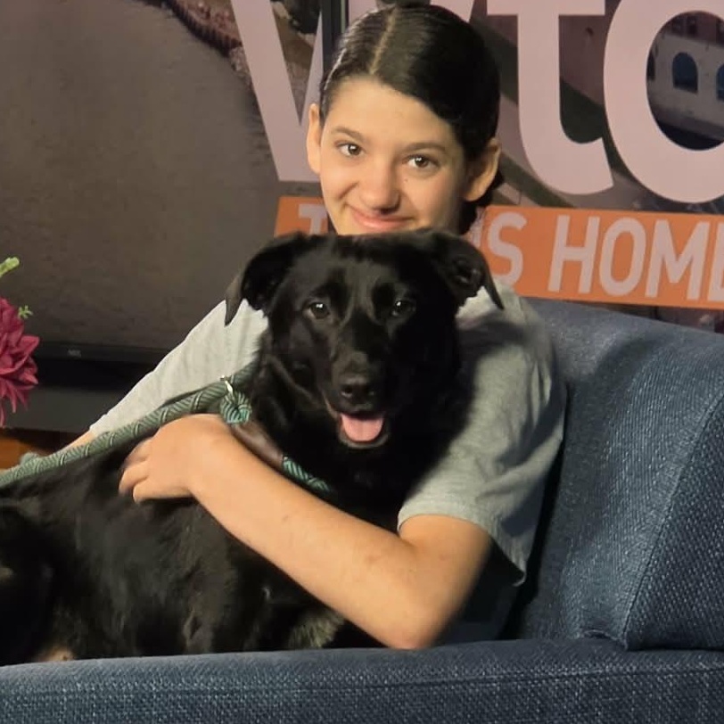 Enlarge Hershey, a ADOPTABLE Black Labrador Retriever in Saint Marys, WV image 1/6
