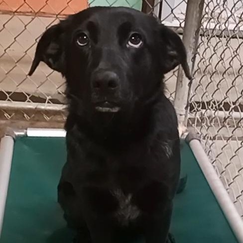 Hershey, ADOPTABLE, Young Female Black Labrador Retriever.