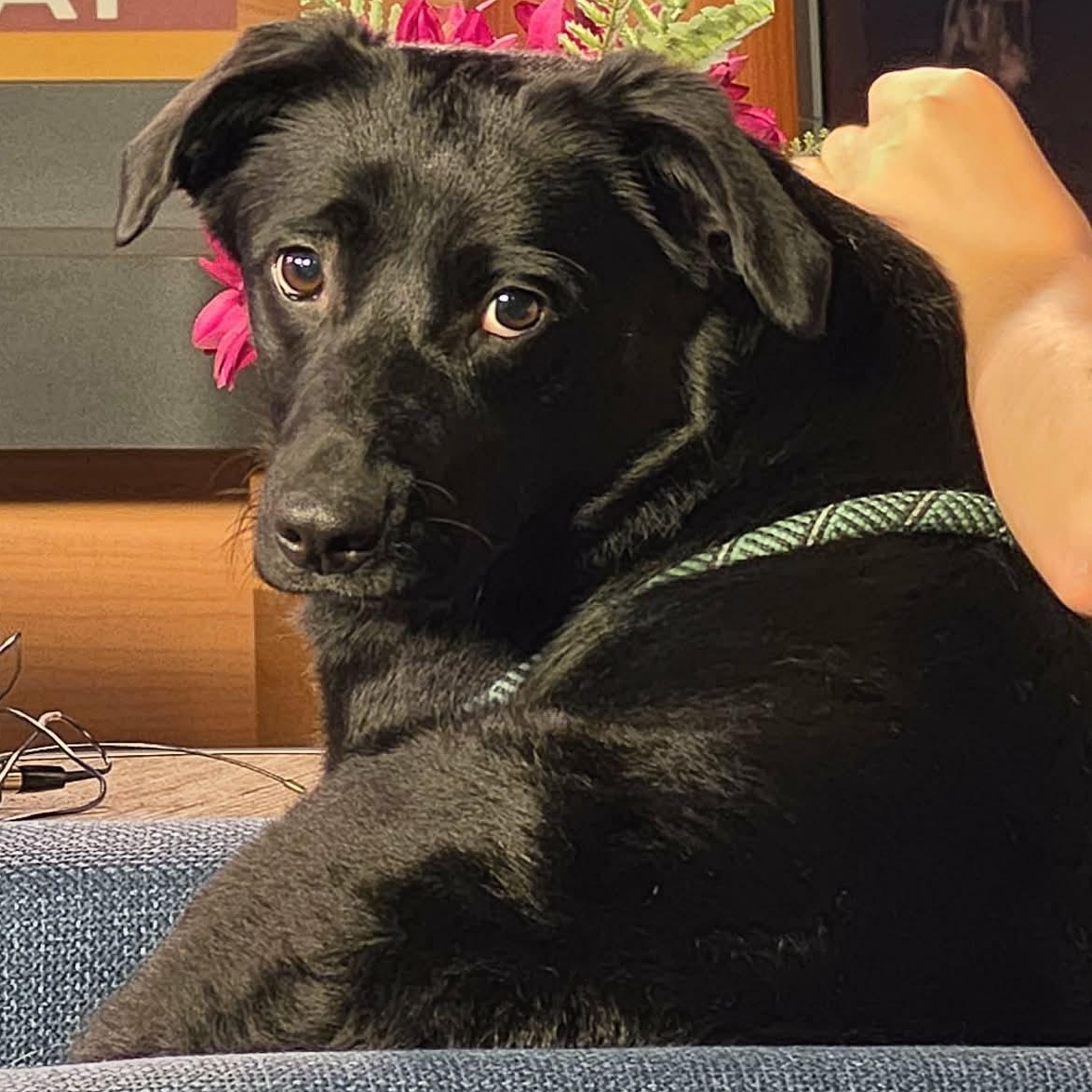Enlarge Hershey, a ADOPTABLE Black Labrador Retriever in Saint Marys, WV image 3/6