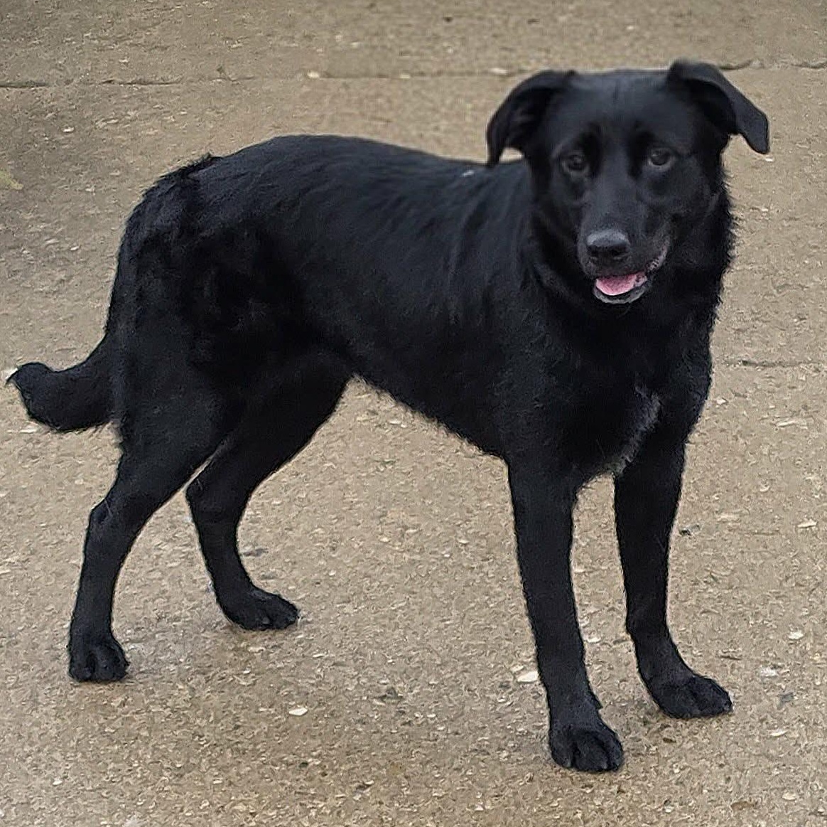 Enlarge Hershey, a ADOPTABLE Black Labrador Retriever in Saint Marys, WV image 5/6