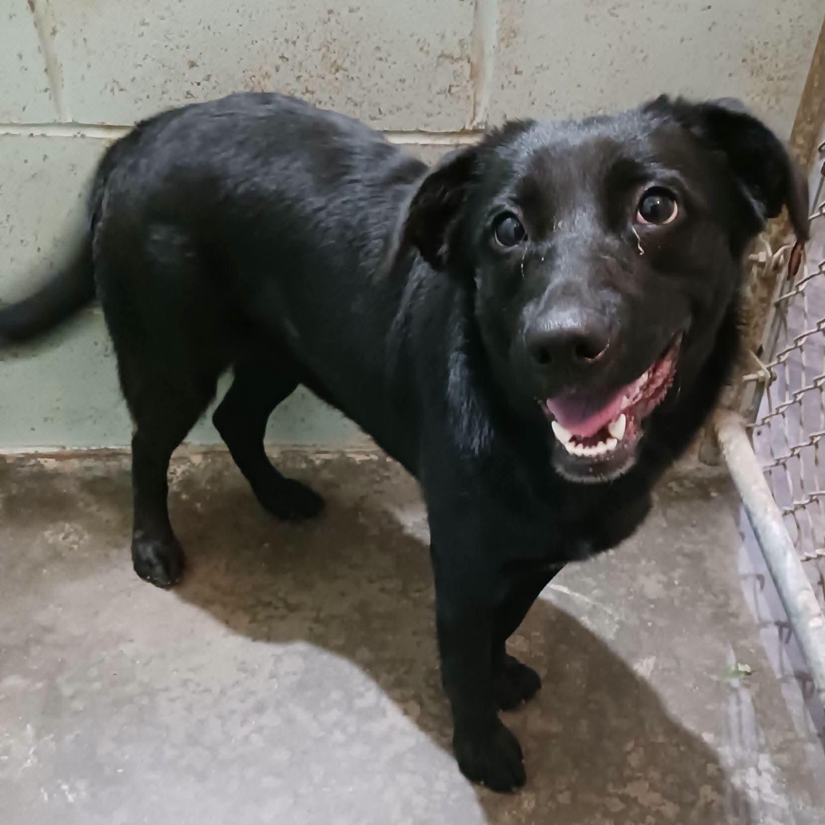 Enlarge Hershey, a ADOPTABLE Black Labrador Retriever in Saint Marys, WV image 6/6