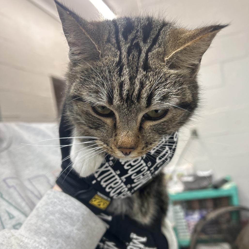 Enlarge Sweets, a Adoptable Domestic Short Hair in Clanton, AL image 1/1