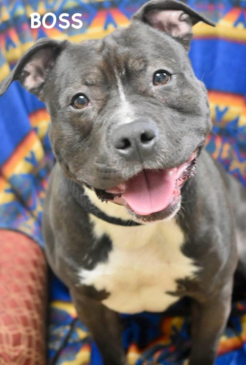 Enlarge BOSS, a ADOPTABLE mixed breed in Bowling Green, OH image 4/6