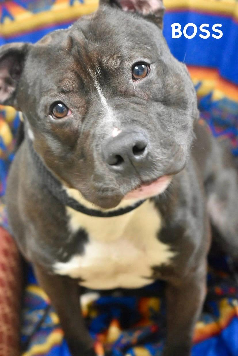 Enlarge BOSS, a ADOPTABLE mixed breed in Bowling Green, OH image 5/6