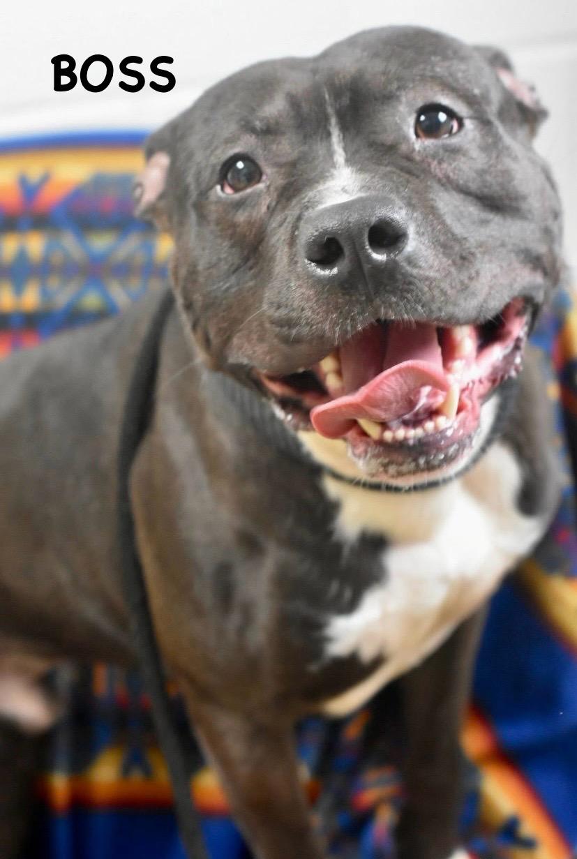 Enlarge BOSS, a ADOPTABLE mixed breed in Bowling Green, OH image 2/6