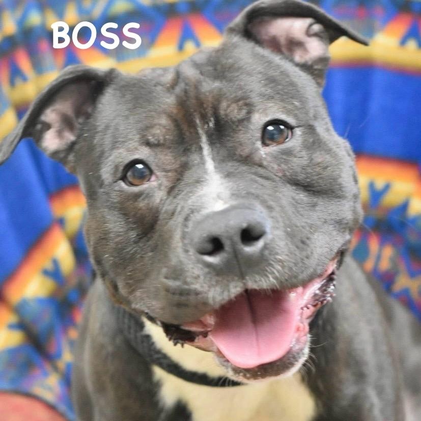 Enlarge BOSS, a ADOPTABLE mixed breed in Bowling Green, OH image 1/6