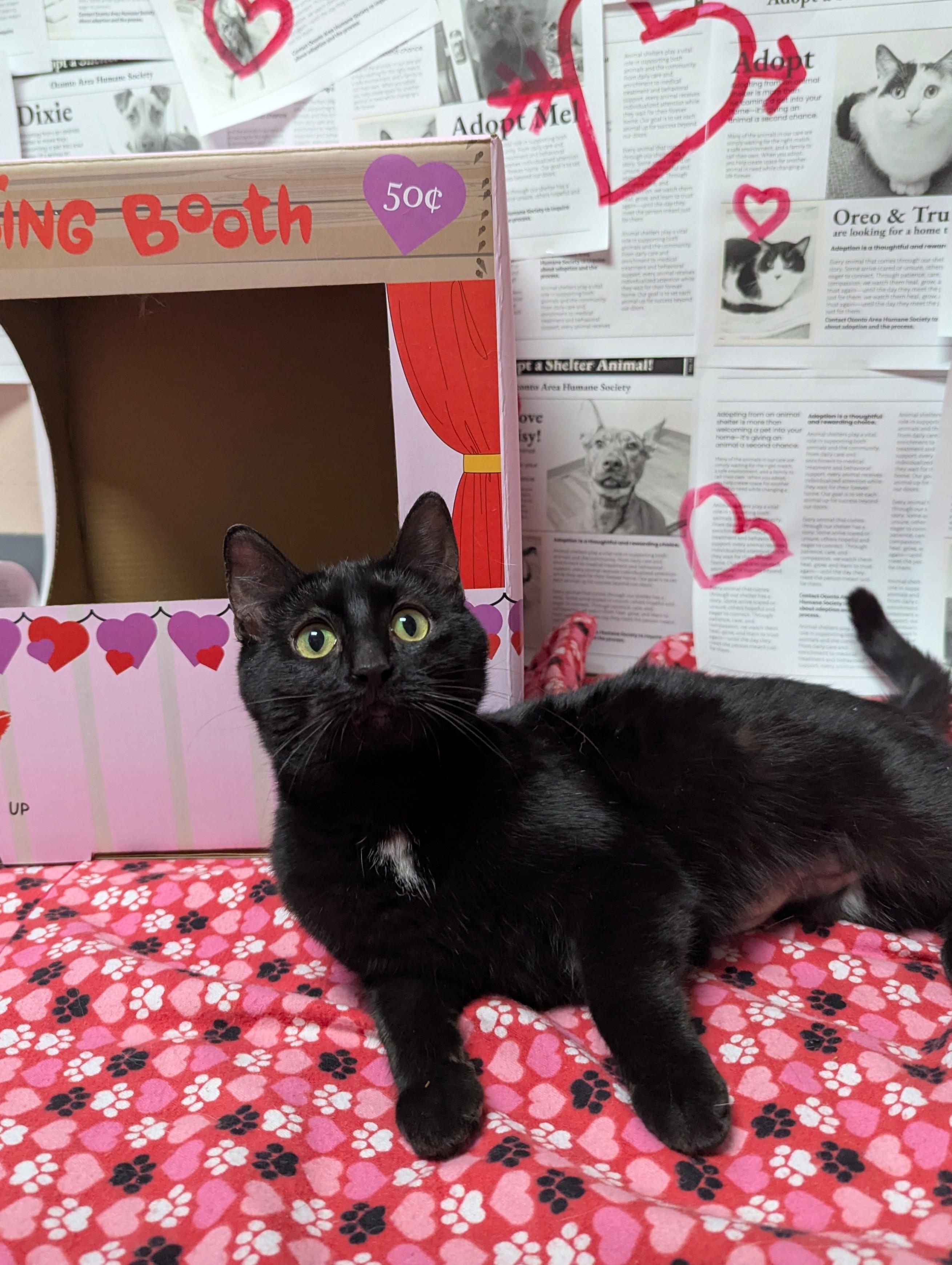 Mel, Adoptable, Young Female Domestic Short Hair.
