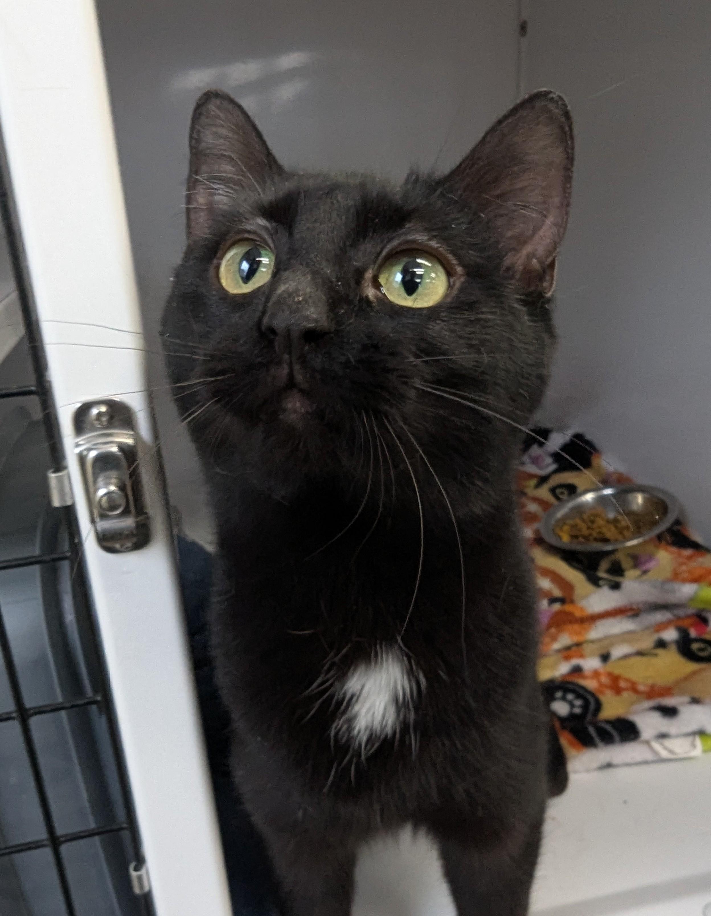 Mel, Adoptable, Young Female Domestic Short Hair.