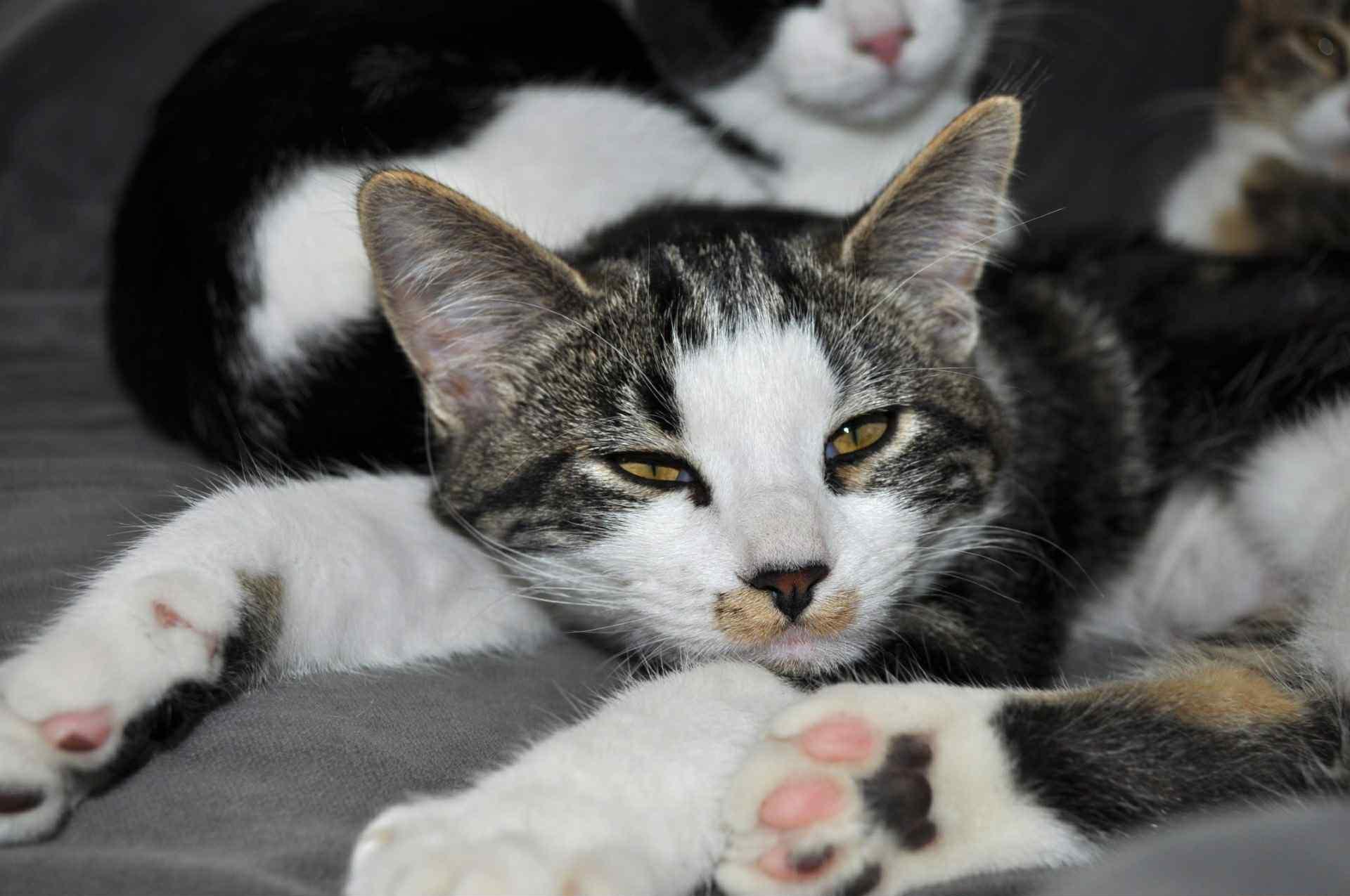 Nutmeg, an adoptable Domestic Short Hair in Price, UT, 84501 | Photo Image 2