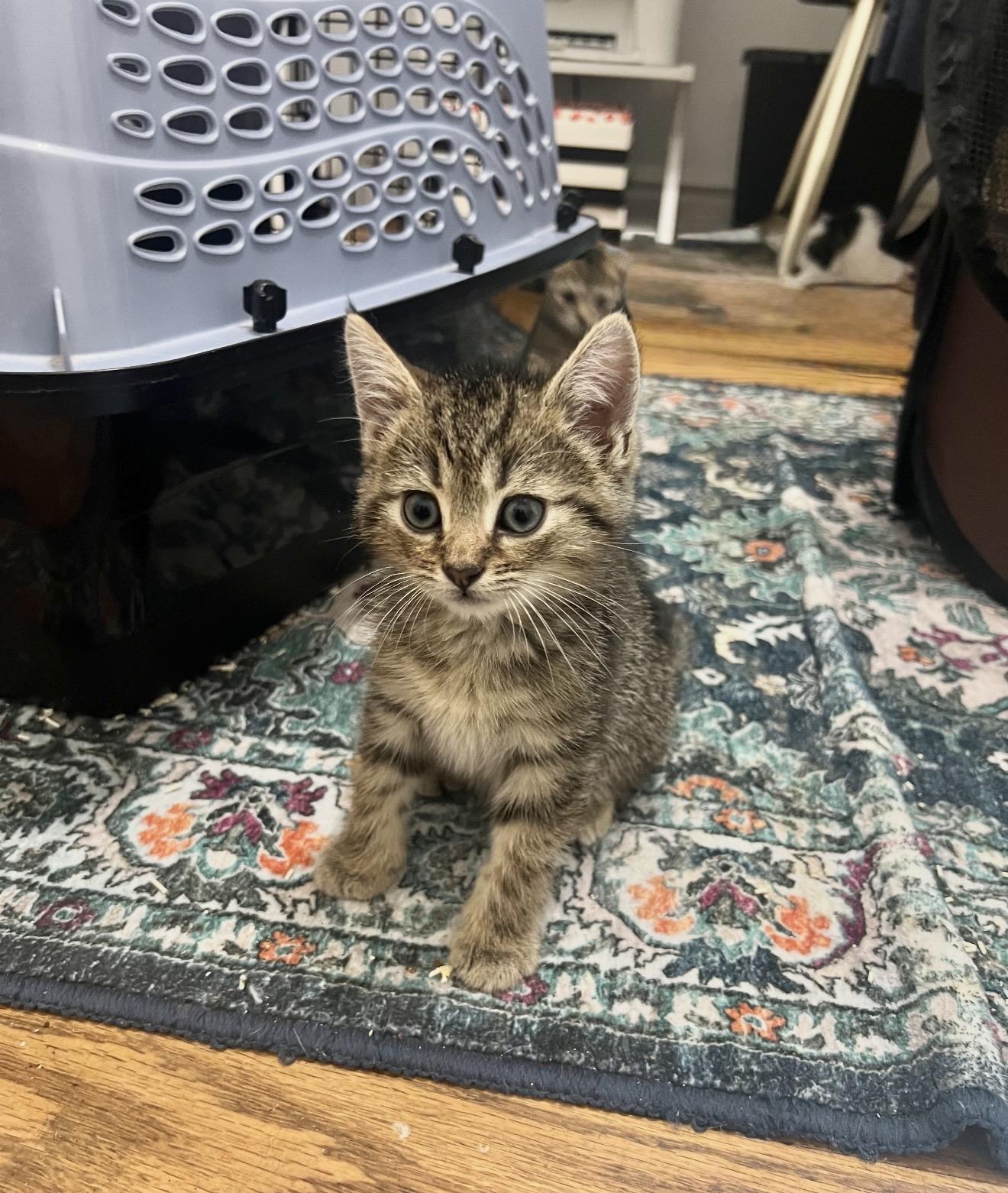 Enlarge Toil and Trouble, a Adoptable Domestic Short Hair in Staten Island, NY image 6/6