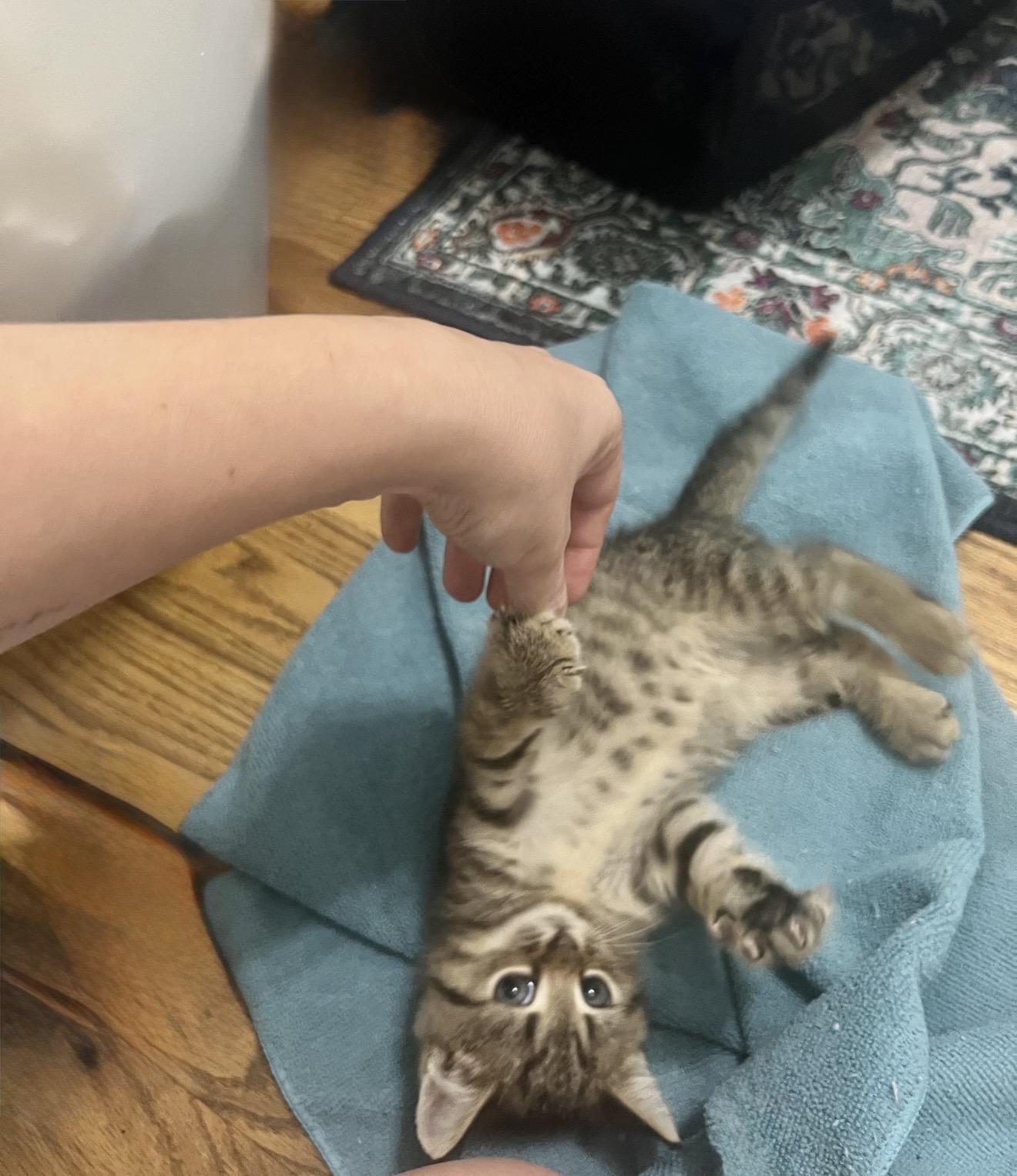 Enlarge Toil and Trouble, a Adoptable Domestic Short Hair in Staten Island, NY image 3/6