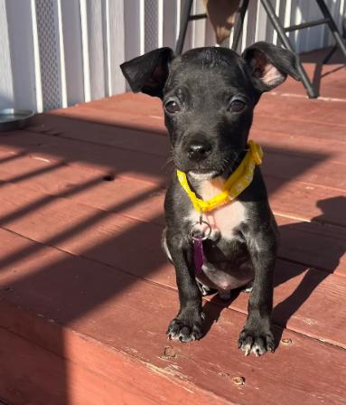 Enlarge Goofy, a ADOPTABLE mixed breed in Orlando, FL image 1/4