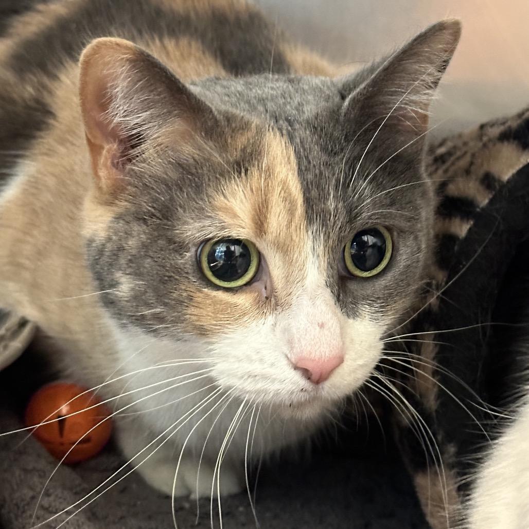Veronica, a Adoptable Domestic Medium Hair in Matteson, IL image 1/3