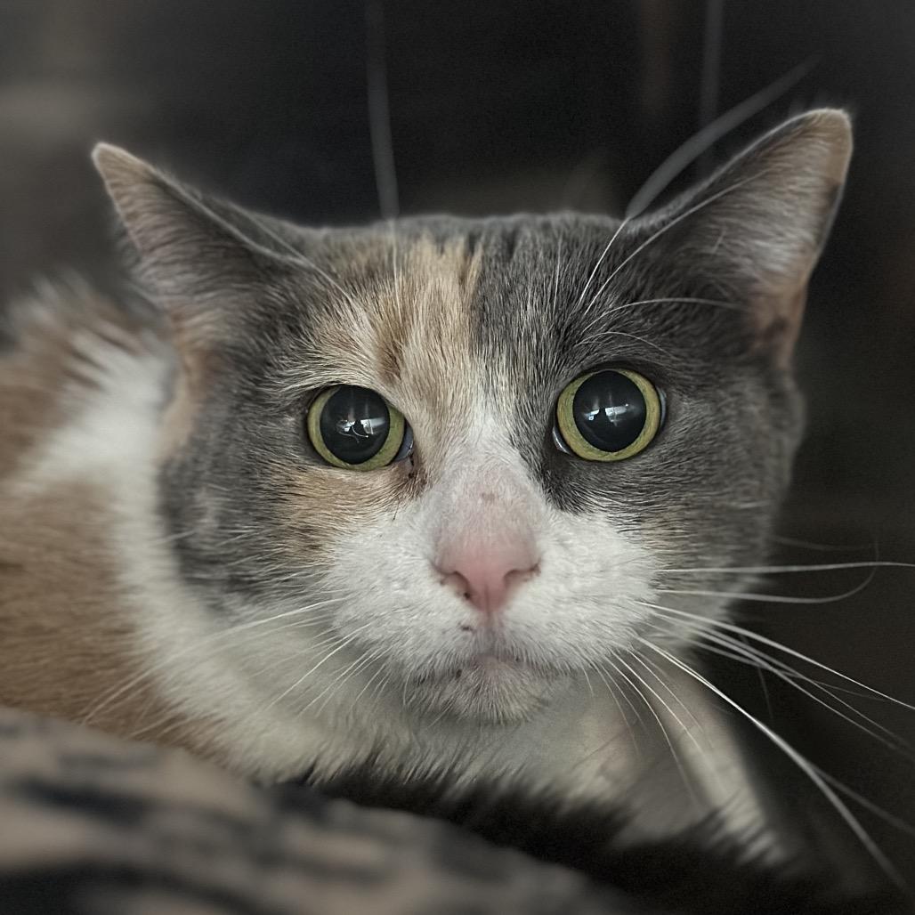 Veronica, a Adoptable Domestic Medium Hair in Matteson, IL image 2/3