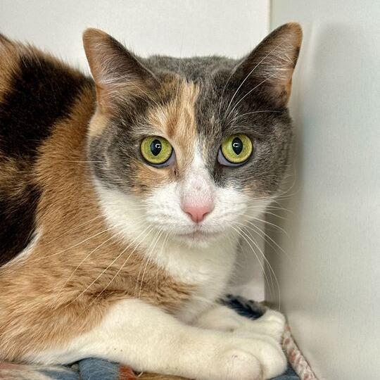 Veronica, a Adoptable Domestic Medium Hair in Matteson, IL image 3/3