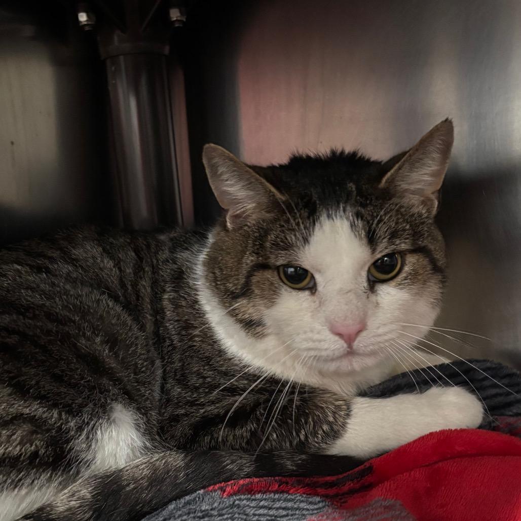 Enlarge Reindeer, a Adoptable Domestic Short Hair in Fairmont, WV image 2/2