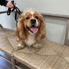 Enlarge Aspen /now called Bella -Adopted!, an adopted Cocker Spaniel in Kannapolis, NC image 2/4