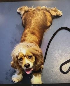 Enlarge Aspen /now called Bella -Adopted!, an adopted Cocker Spaniel in Kannapolis, NC image 1/4