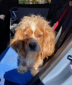 Enlarge Aspen /now called Bella -Adopted!, an adopted Cocker Spaniel in Kannapolis, NC image 4/4