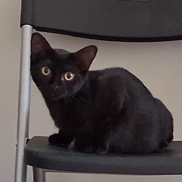 Enlarge Flame thrower, a Adoptable Domestic Short Hair in Ashland, VA image 1/3