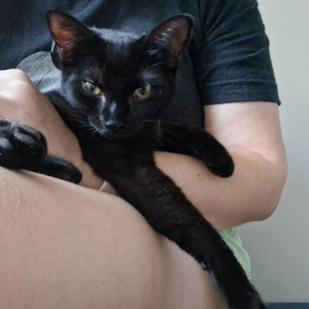 Enlarge Flame thrower, a Adoptable Domestic Short Hair in Ashland, VA image 2/3