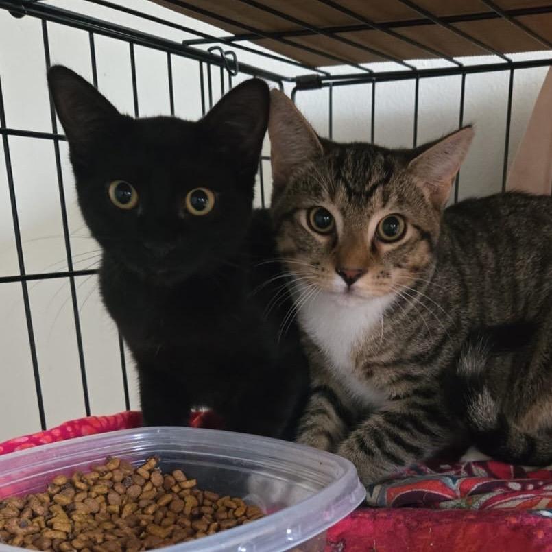 Enlarge Flame thrower, a Adoptable Domestic Short Hair in Ashland, VA image 3/3