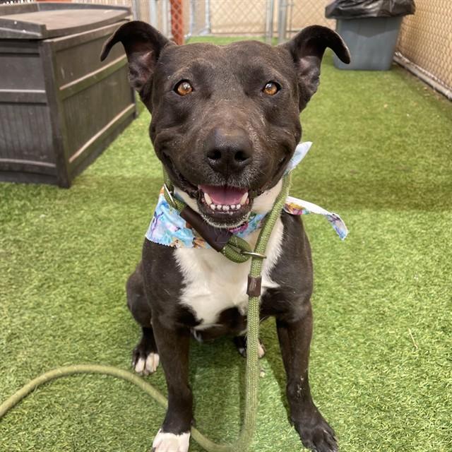 Enlarge SOLOVINO, a Adoptable mixed breed in Phoenix, AZ image 1/1