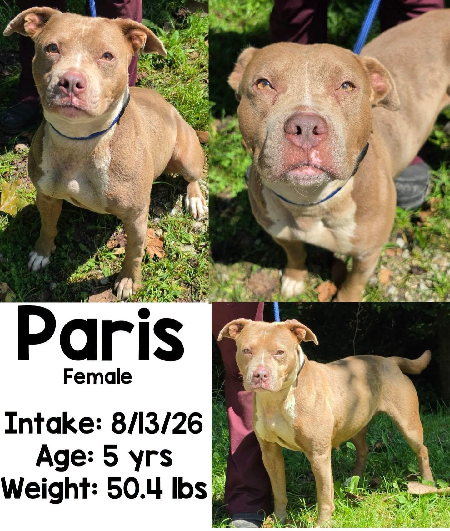 Enlarge Paris, a Adopted mixed breed in Staffordsville, KY image 1/1