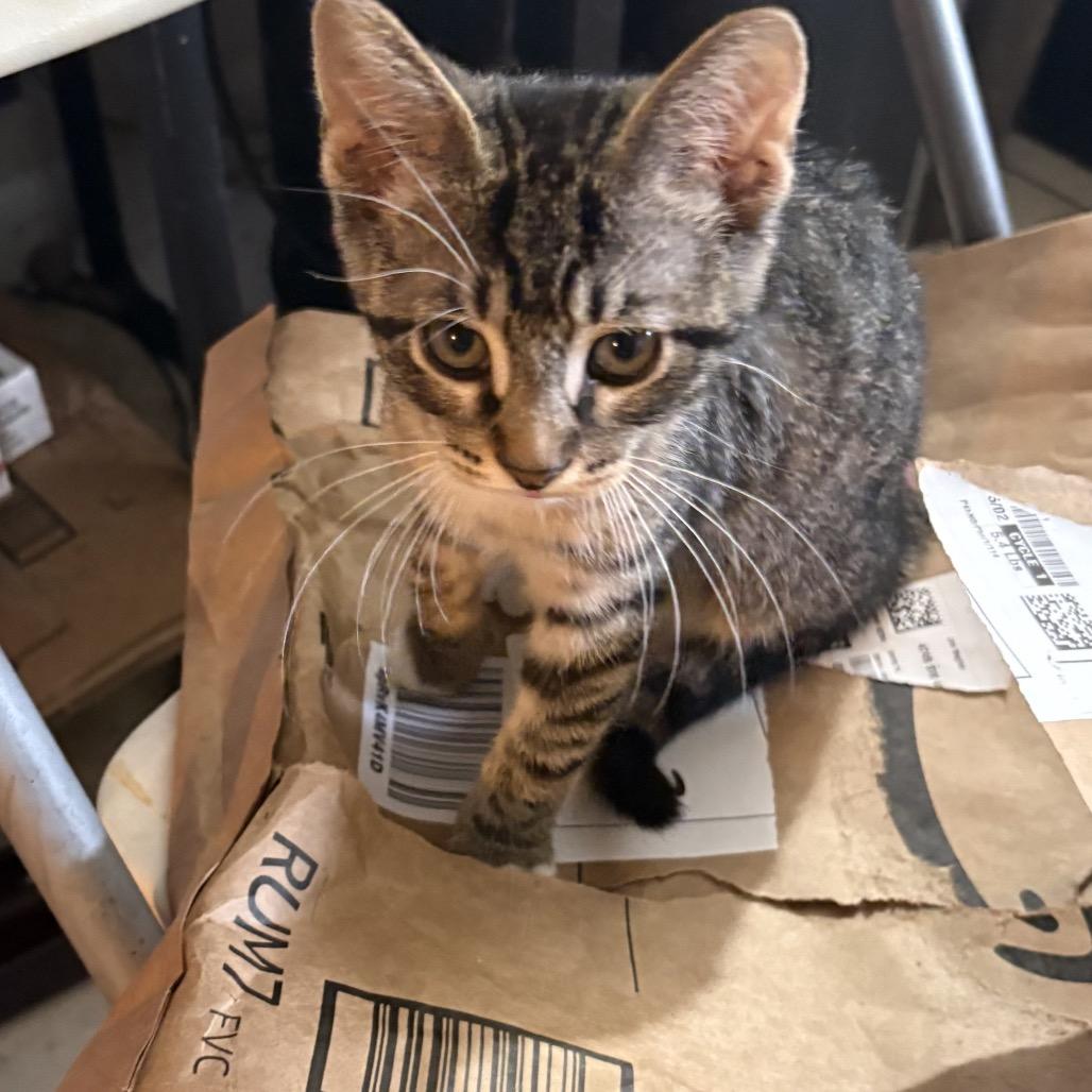 Lily, a Adoptable Domestic Short Hair in Miami, FL image 2/3