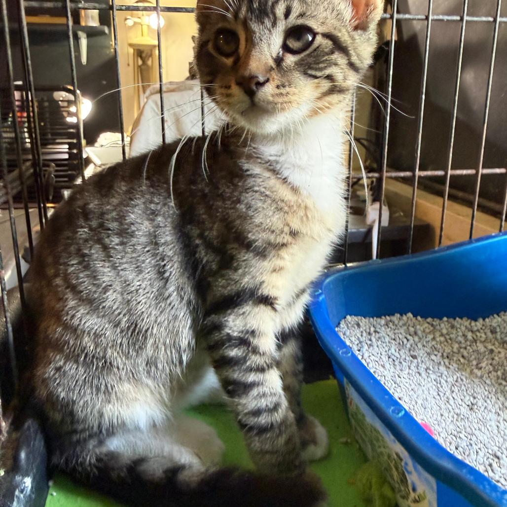 Lily, Adoptable, Kitten Female Domestic Short Hair.