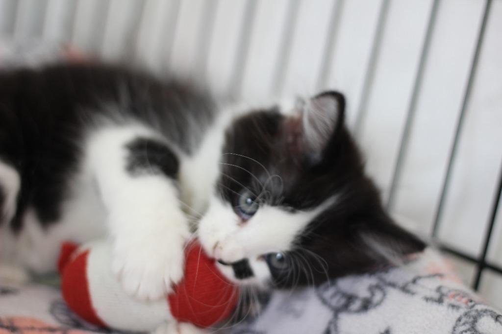 Aster, Adoptable, Kitten Female Domestic Medium Hair.