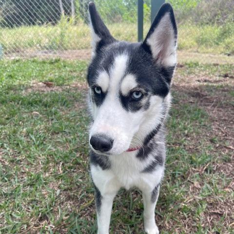 Enlarge RILEY (579), a Adoptable Husky in Indiantown, FL image 1/6