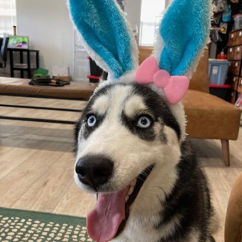 Enlarge RILEY (579), a Adoptable Husky in Indiantown, FL image 2/6