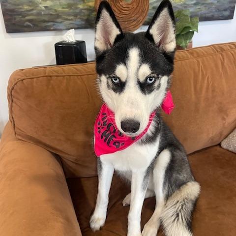 Enlarge RILEY (579), a Adoptable Husky in Indiantown, FL image 3/6