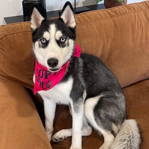 Enlarge RILEY (579), a Adoptable Husky in Indiantown, FL image 5/6