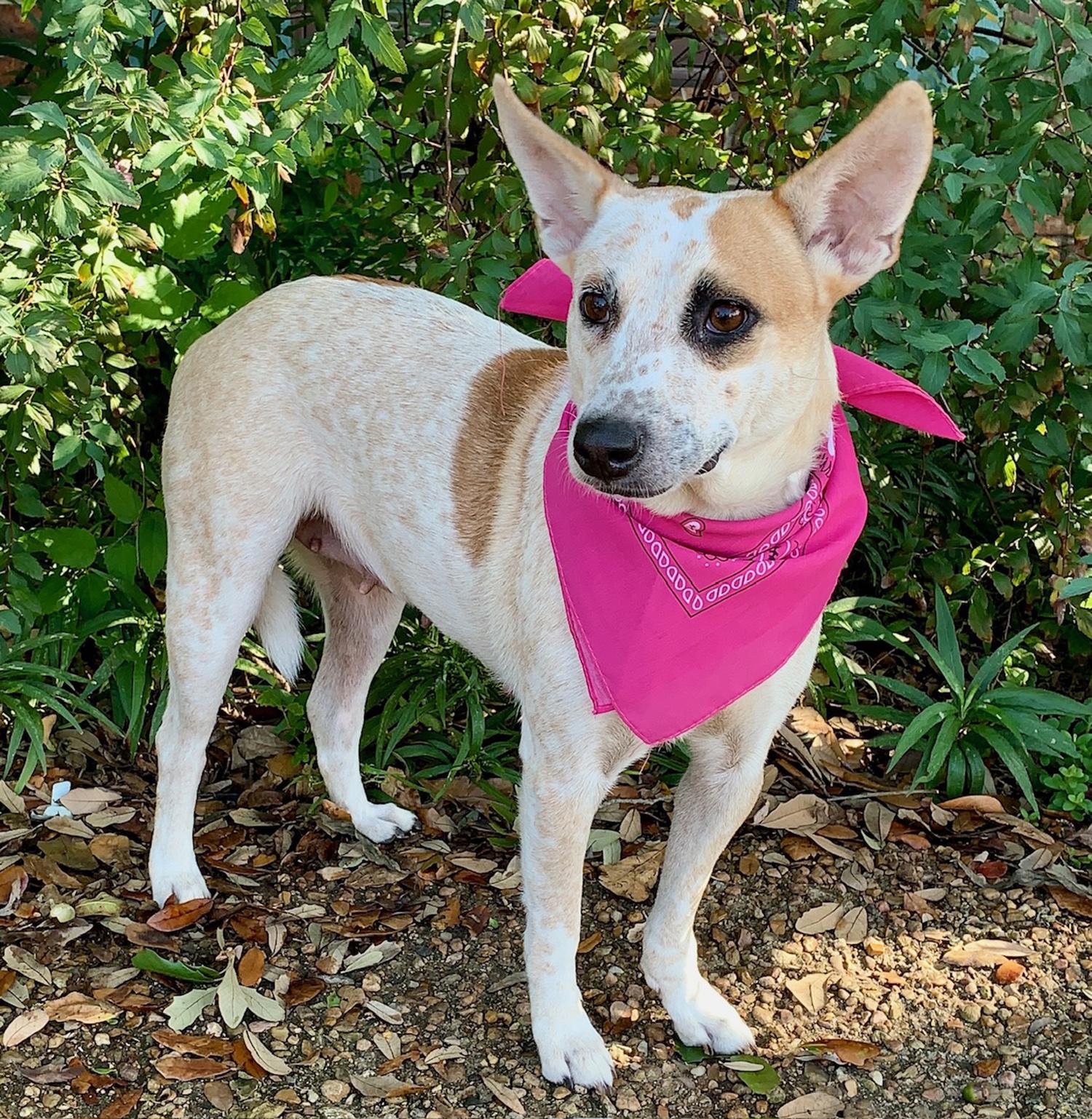 Enlarge LILLY BELLE - SUCH A DOLL, a Adoptable mixed breed in Roanoke, VA image 3/6