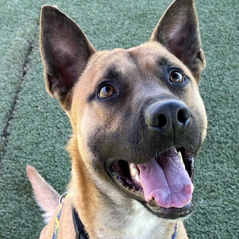 Buddy Boy, a Adoptable mixed breed in Chattanooga, TN image 1/6