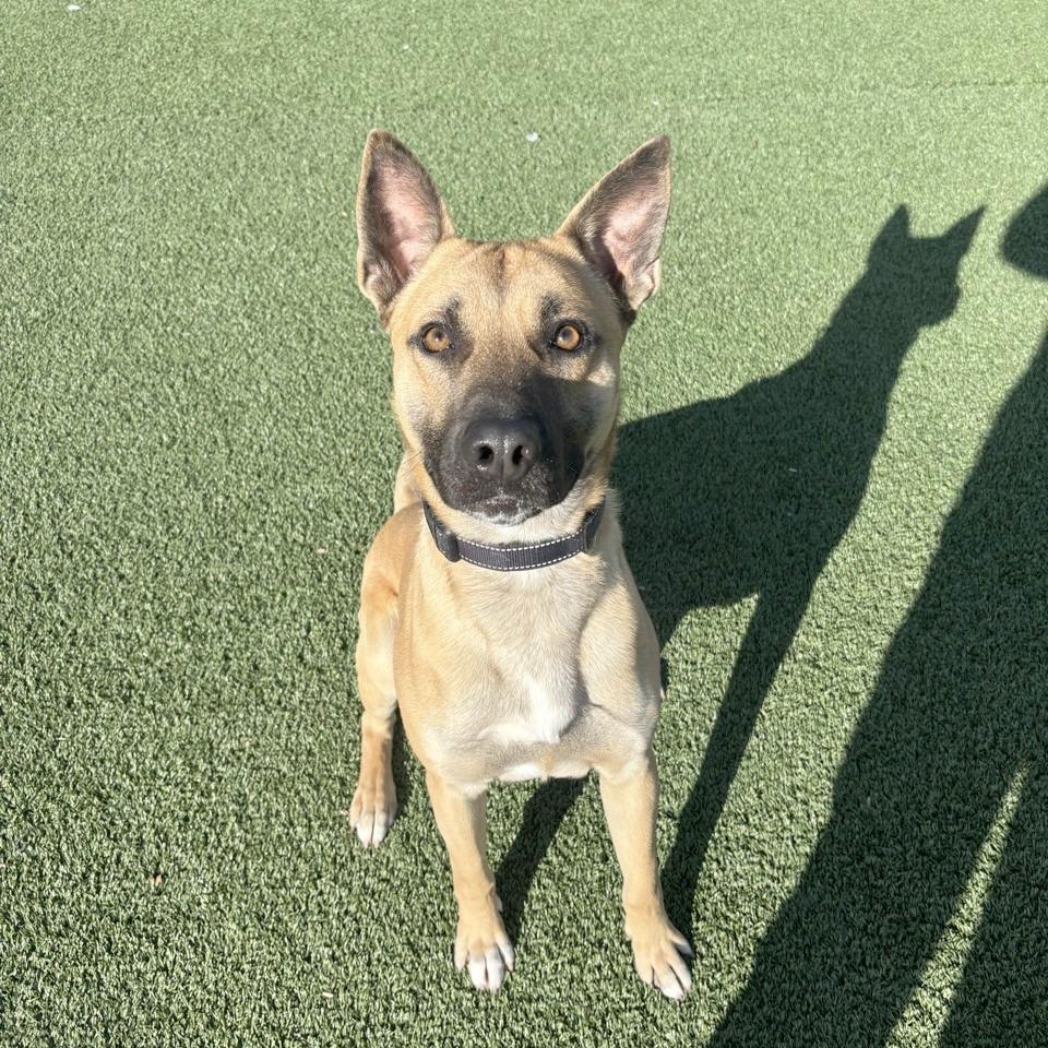 Buddy Boy, a Adoptable mixed breed in Chattanooga, TN image 3/6