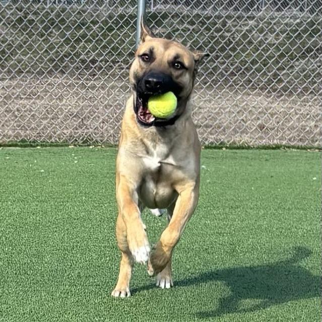 Buddy Boy, a Adoptable mixed breed in Chattanooga, TN image 4/6