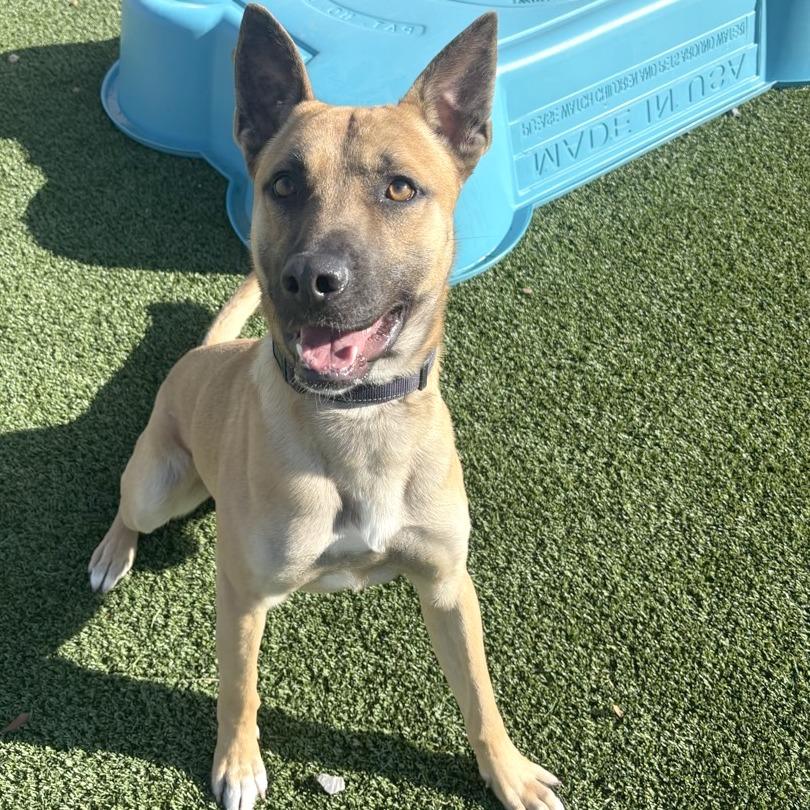 Buddy Boy, a Adoptable mixed breed in Chattanooga, TN image 5/6