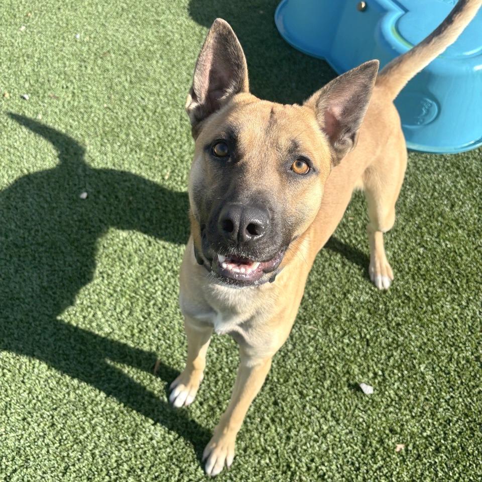 Buddy Boy, a Adoptable mixed breed in Chattanooga, TN image 6/6