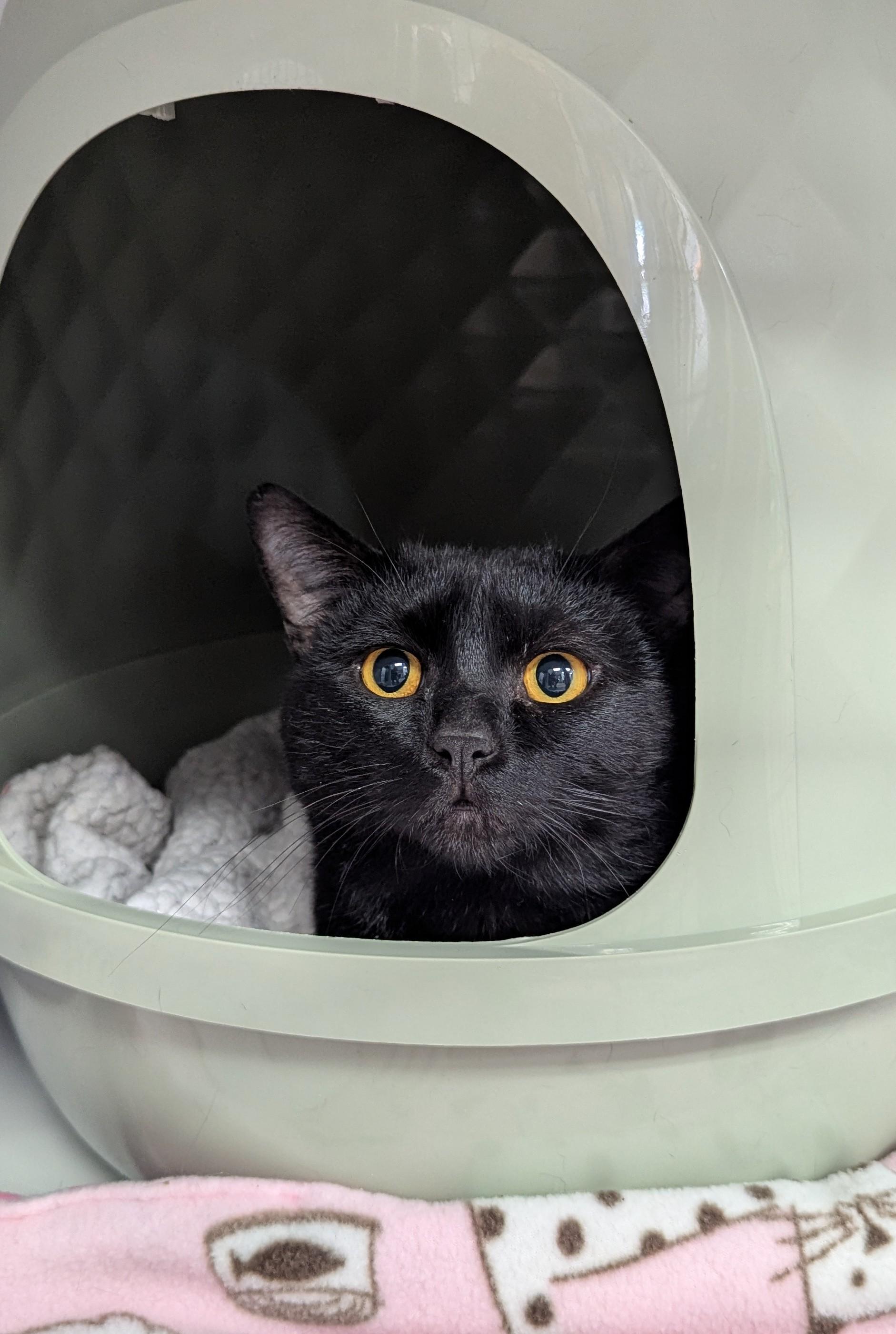 Enlarge Salem, a Adoptable Domestic Short Hair in Oconto, WI image 1/1